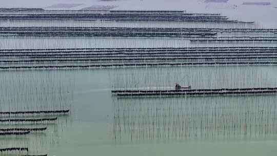 海洋养殖海带紫菜养殖航拍福建霞浦