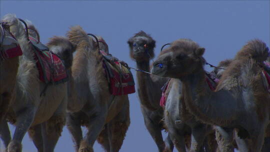 宁夏 沙漠 在大风沙漠中行走的骆驼 近景