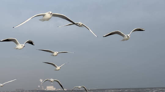 冬天海边飞翔的海鸥群