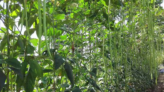 豇豆大棚种植视频素材模板下载