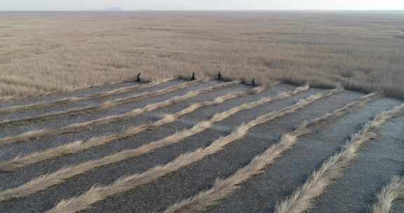 人工收割芦苇  湿地