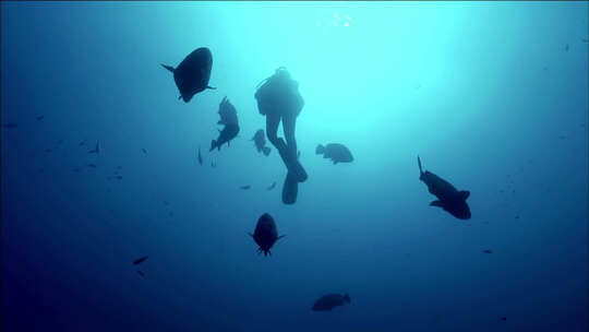水肺潜水海底世界视频素材模板下载