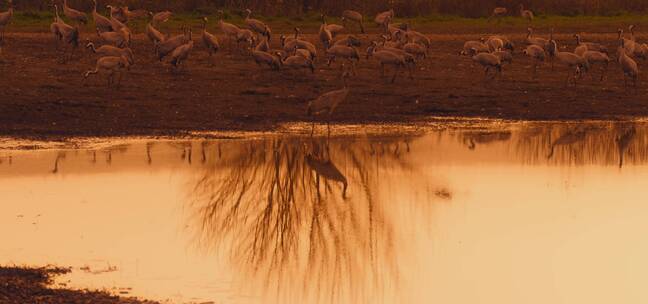 日落时分湖面及湖周围羊群树枝倒影
