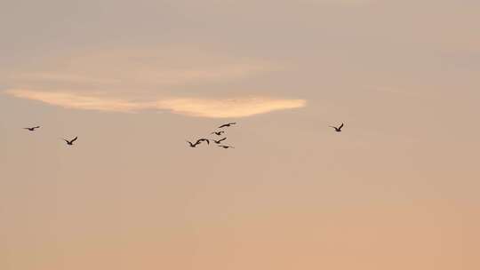 黄昏天空飞鸟唯美空镜