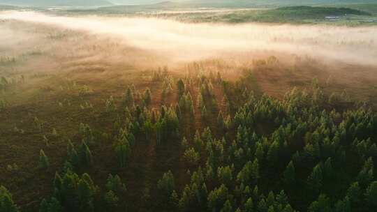 航拍薄雾森林自然风景