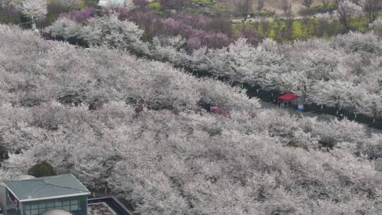 孤柏渡飞黄旅游区樱花园鲜花盛开