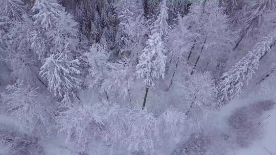 航拍冬天雪花飘飞下银装素裹的森林