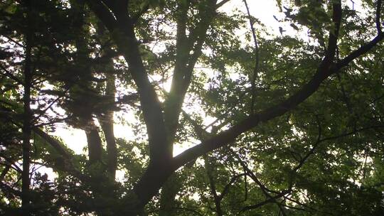阳光穿过树枝