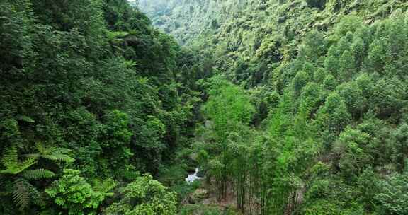 航拍四川野生原始桫椤树生长在小溪山林