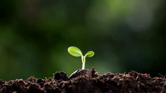 破土而出的小苗