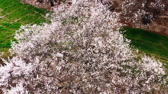 西藏林芝米林桃花乡村