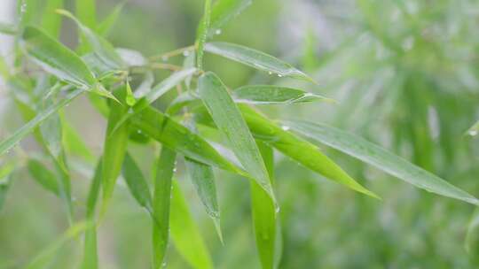 下雨天雨滴打湿竹叶，绿色清新自然