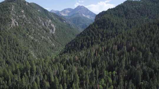 犹他州美国福克峡谷瓦萨奇山脉上的松树林