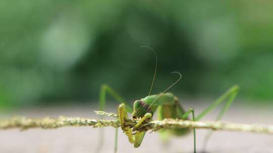 螳螂 刀螂 昆虫螳螂吃草绿色生态
