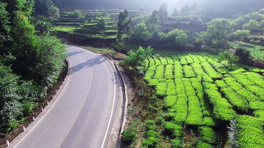 森林中公路边的绿色茶地