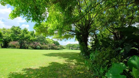 夏天蓝天白云阳光草坪草地绿地树林森林公园