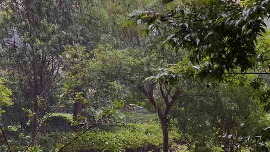 下雨 雨声 大暴雨 大雨 雨树叶 雨打树叶