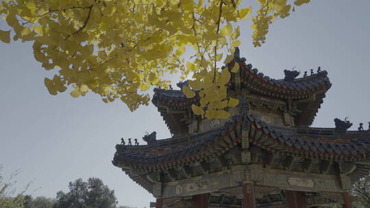 北京秋天 古建筑秋景 秋天银杏