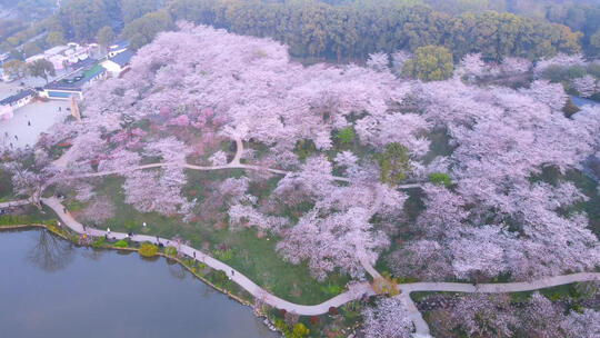 航拍武汉春天樱花季东湖樱园盛开的樱花
