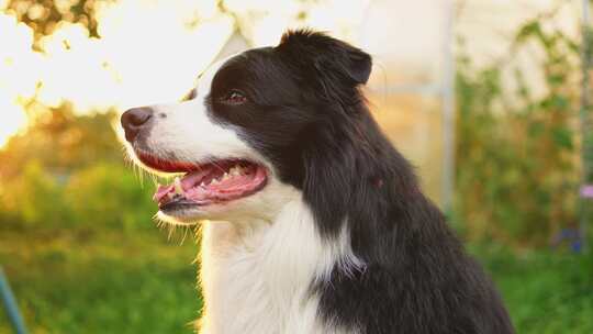 可爱微笑的小狗边境牧羊犬坐在公园背景小狗