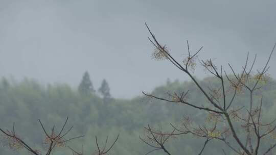 春天李花，竹林烟雨