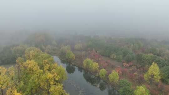 秋季晨雾缭绕的彩林河流