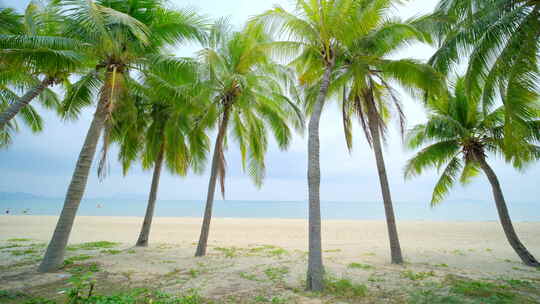 海边 沙滩 椰树 海滨公园 海南三亚