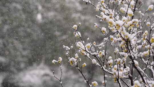 春天公园大雪中的腊梅花空境升格