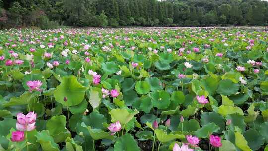 航拍衡阳南湖公园美景荷花盛开