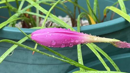 风雨兰花蕾