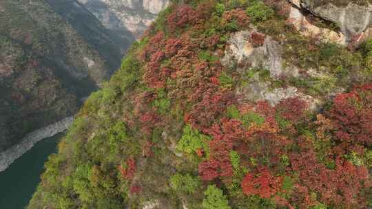 三峡红叶