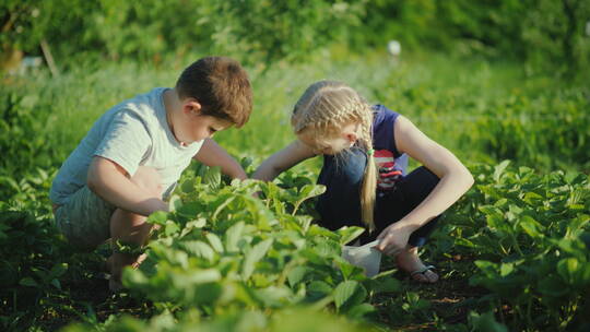 两个孩子在花园里收集新鲜草莓