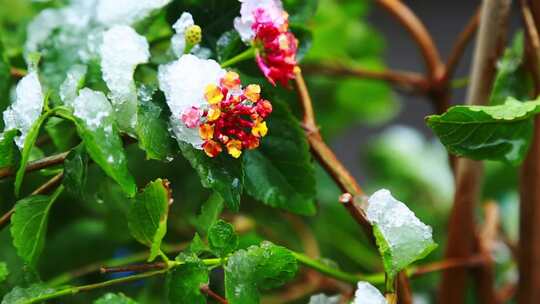 冬天唯美雪景绿叶红花上的雪