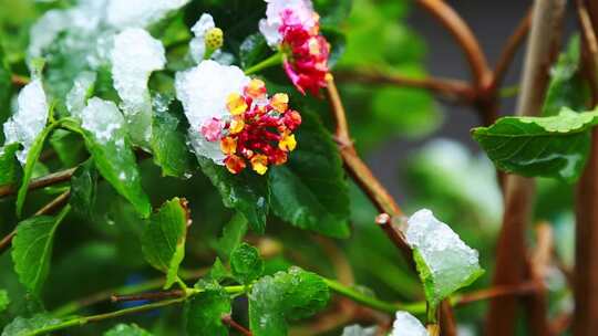 冬天唯美雪景绿叶红花上的雪视频素材模板下载