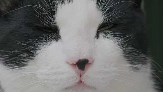 猫，猫，毛茸茸的，脸