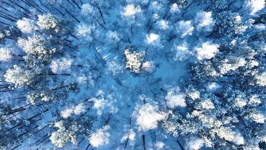 北方冬季森林雪景俯拍