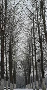 下大雪的树林