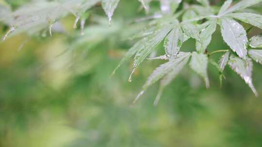 雨天的植物叶子4K
