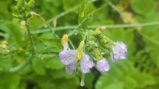 菜花小黄花寒风中摇曳微距水珠