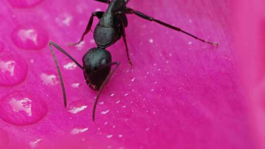 大头黑蚂蚁在露珠的花瓣上觅食爬行