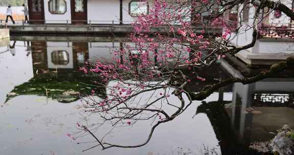 杭州西湖古风建筑梅花红梅盛开