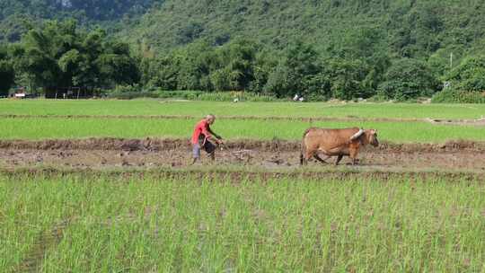 水稻田 农民用传统方式耕地 犁田 插秧 春耕视频素材模板下载