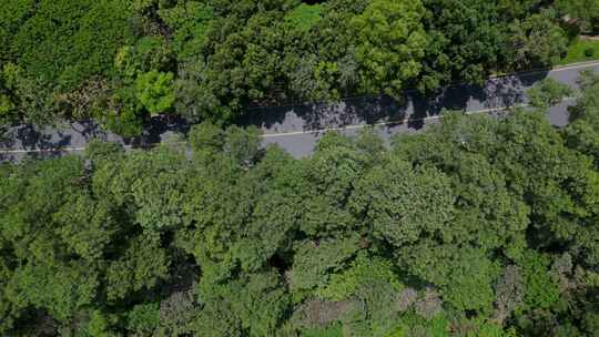 航拍深圳大鹏新东路绿色风景