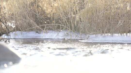 水 小溪 流动 河流 蜿蜒 清澈