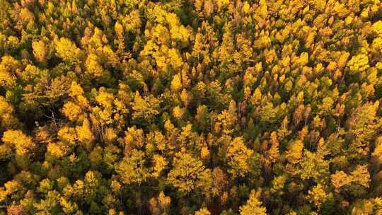 大兴安岭森林秋季风景航拍