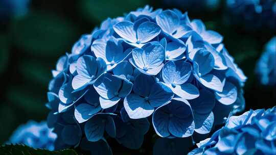 绣球花特写鲜花花卉花园