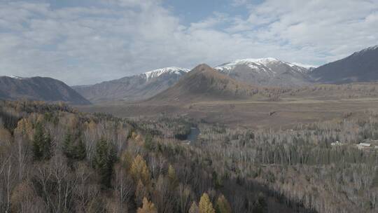 新疆 航拍 飞鸟 雪山 树林 河流 高原
