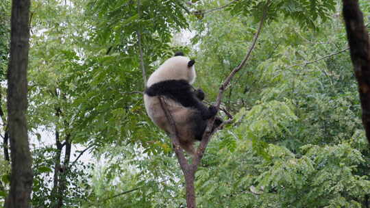 树上的大熊猫视频合集