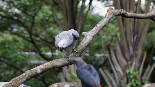 非洲灰鹦鹉优雅地沿着另一只鸟旁边的树枝移视频素材模板下载