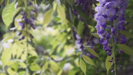 花园里花朵的特写镜头